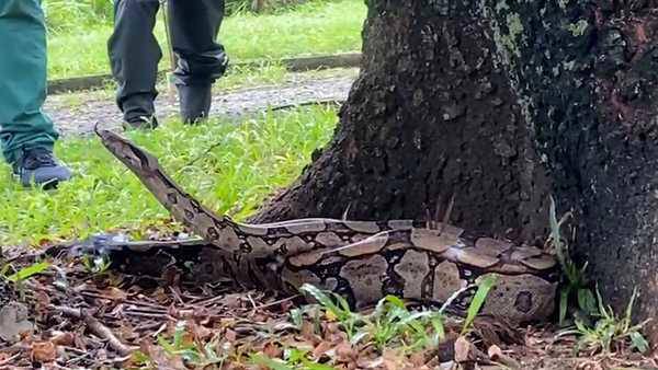 As cobras têm dado as caras no Rio: biólogos comentam