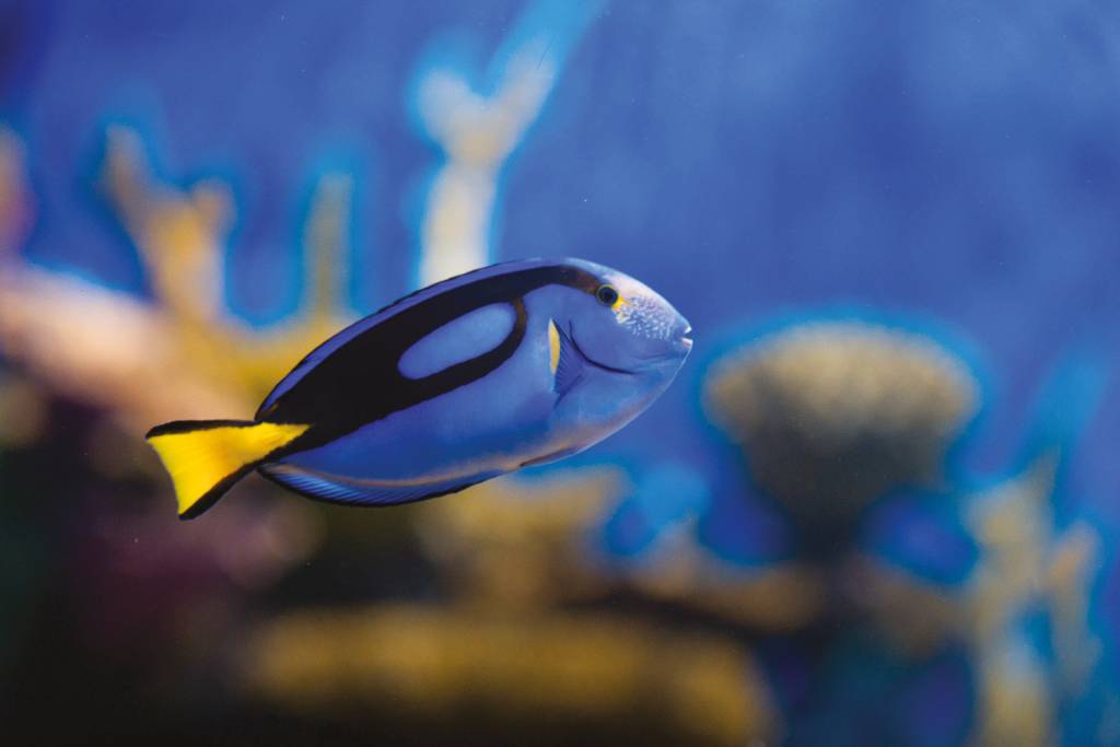 Crianças com Transtorno do Espectro Autista têm sessão grátis no AquaRio