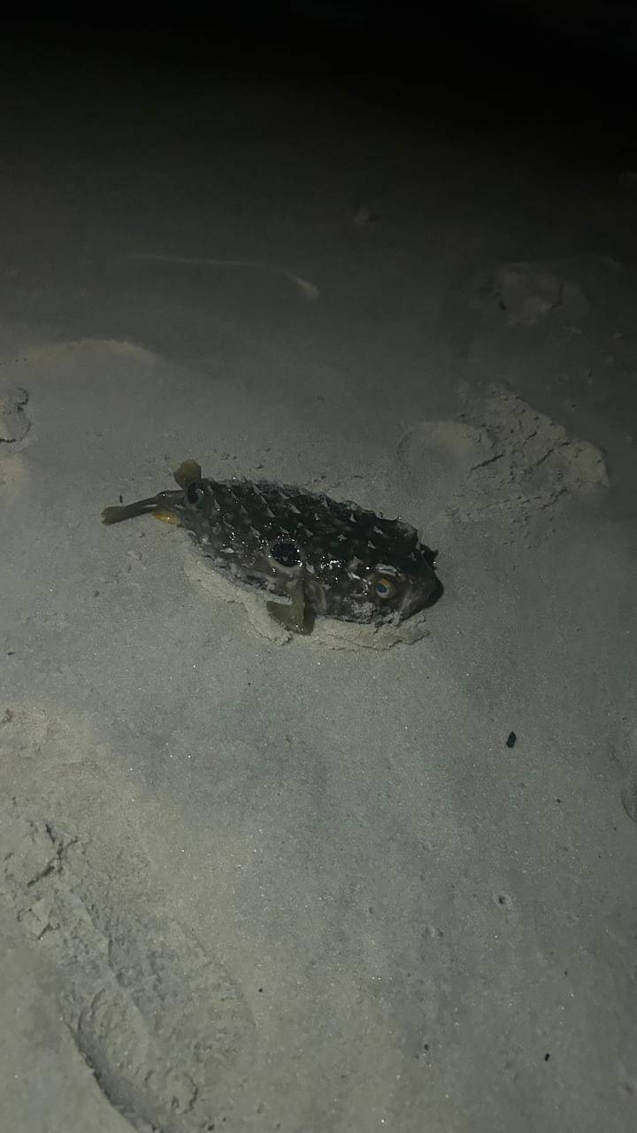 Já se viu de tudo em Copacabana, mas pisar em baiacu é a 1ª vez