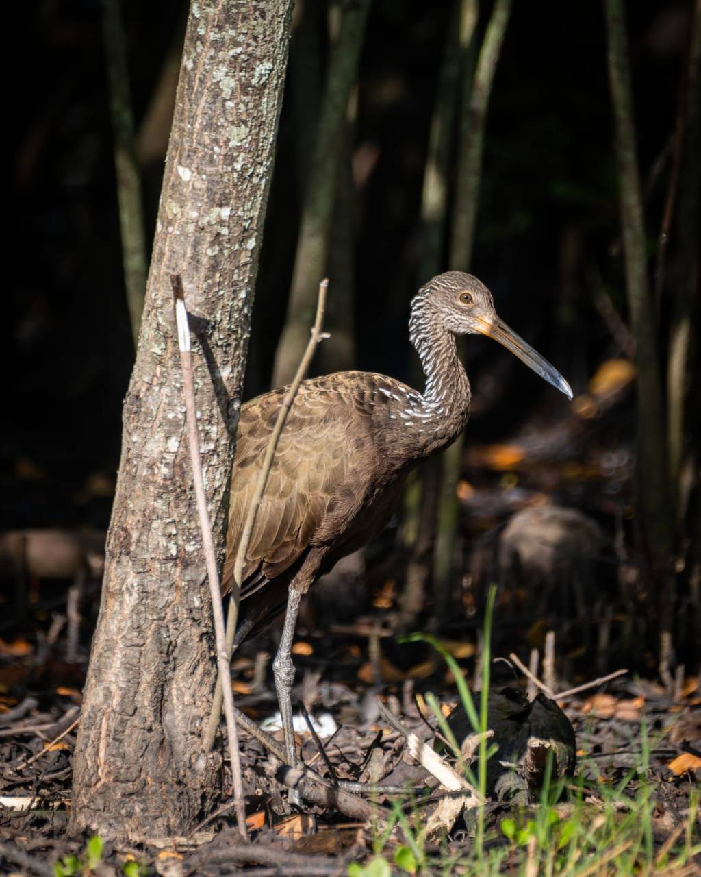 Trabalho de Moscatelli à vista: Lagoa vira “vitrine” de novas espécies