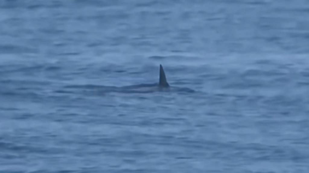 “Não é para temer”, diz biólogo sobre tubarão avistado na Praia da Barra