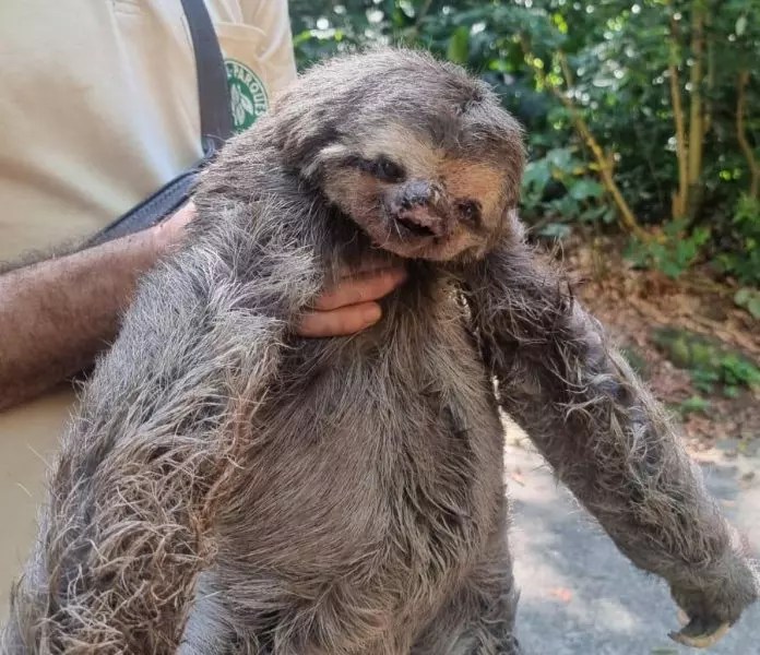 Inea resgata bicho-preguiça ferido no Parque da Pedra Branca