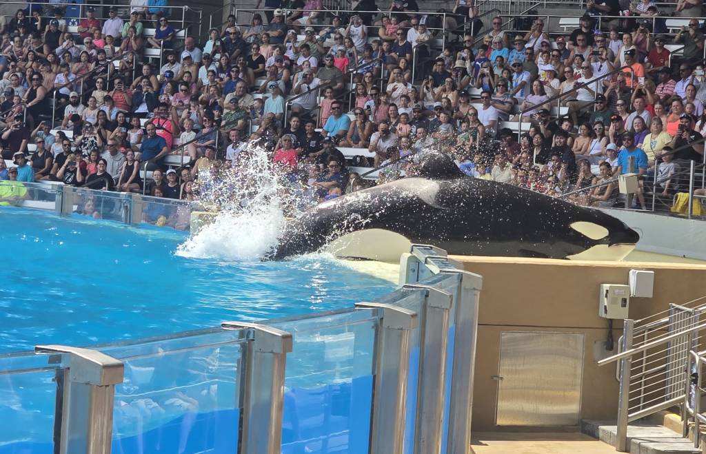 SeaWorld, em Orlando: tudo o que você precisa saber antes de ir