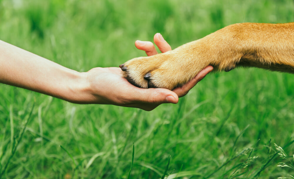 Alerj: audiência pública para aprimorar Código de Defesa Animal