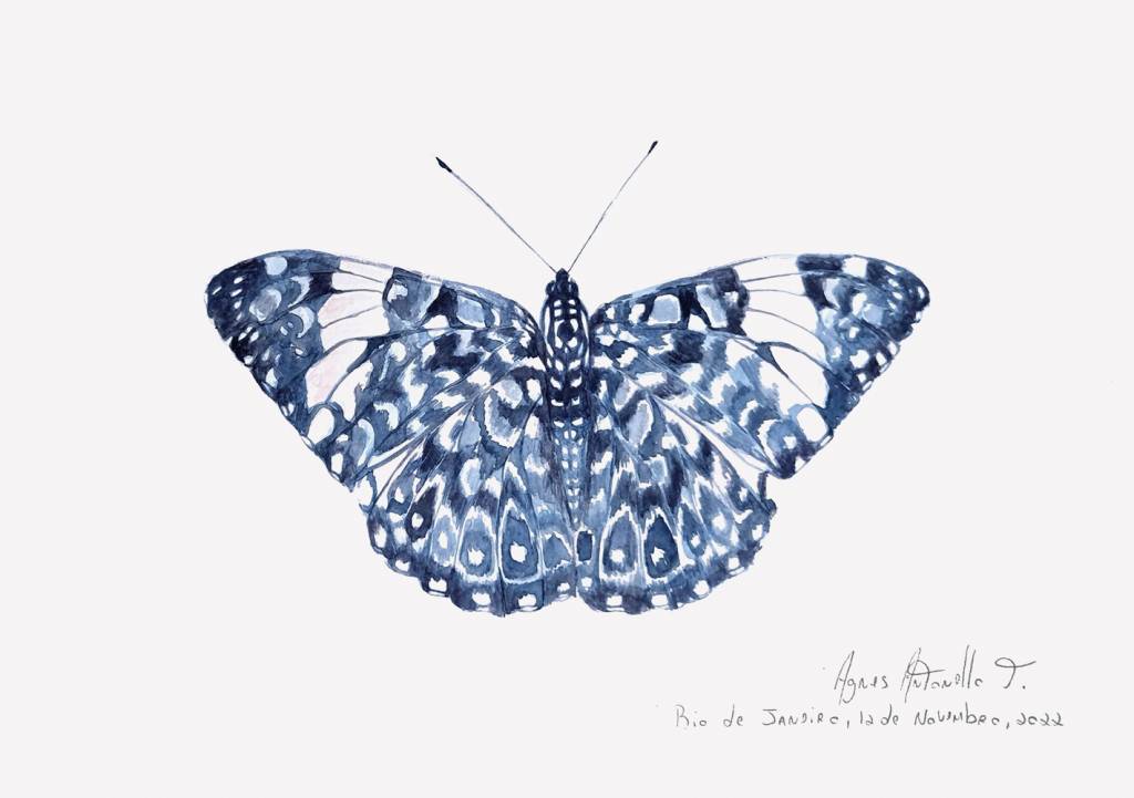 De pica-pau branco a saíra-amarela: as espécies da Ilha do Bom Jesus