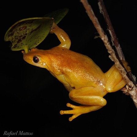 Anfíbio raro é registrado em unidade de conservação do Inea em Maricá