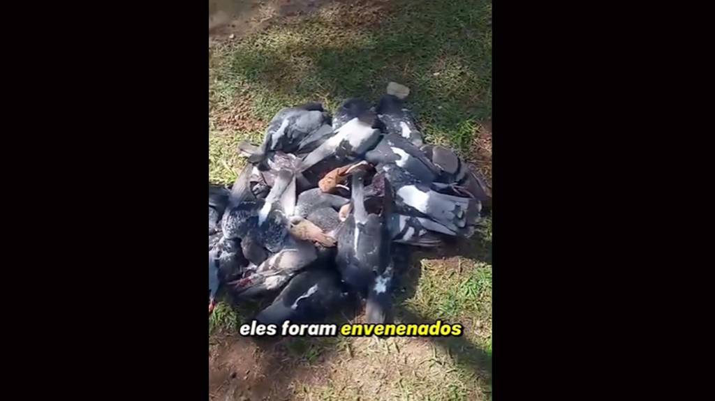 Copacabana: fiquem atentos com os animais de estimação