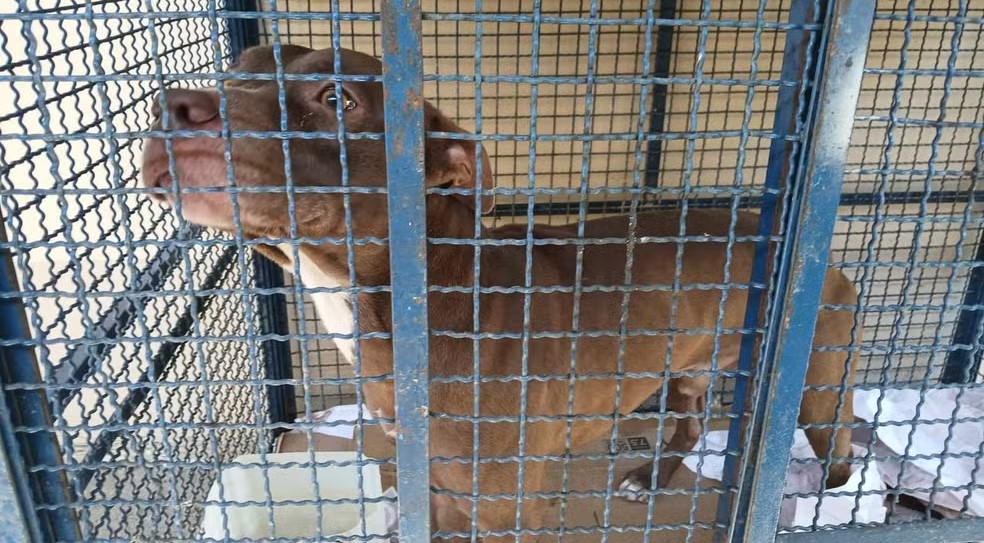 Pitbull ataca seis crianças em escola da Zona Oeste