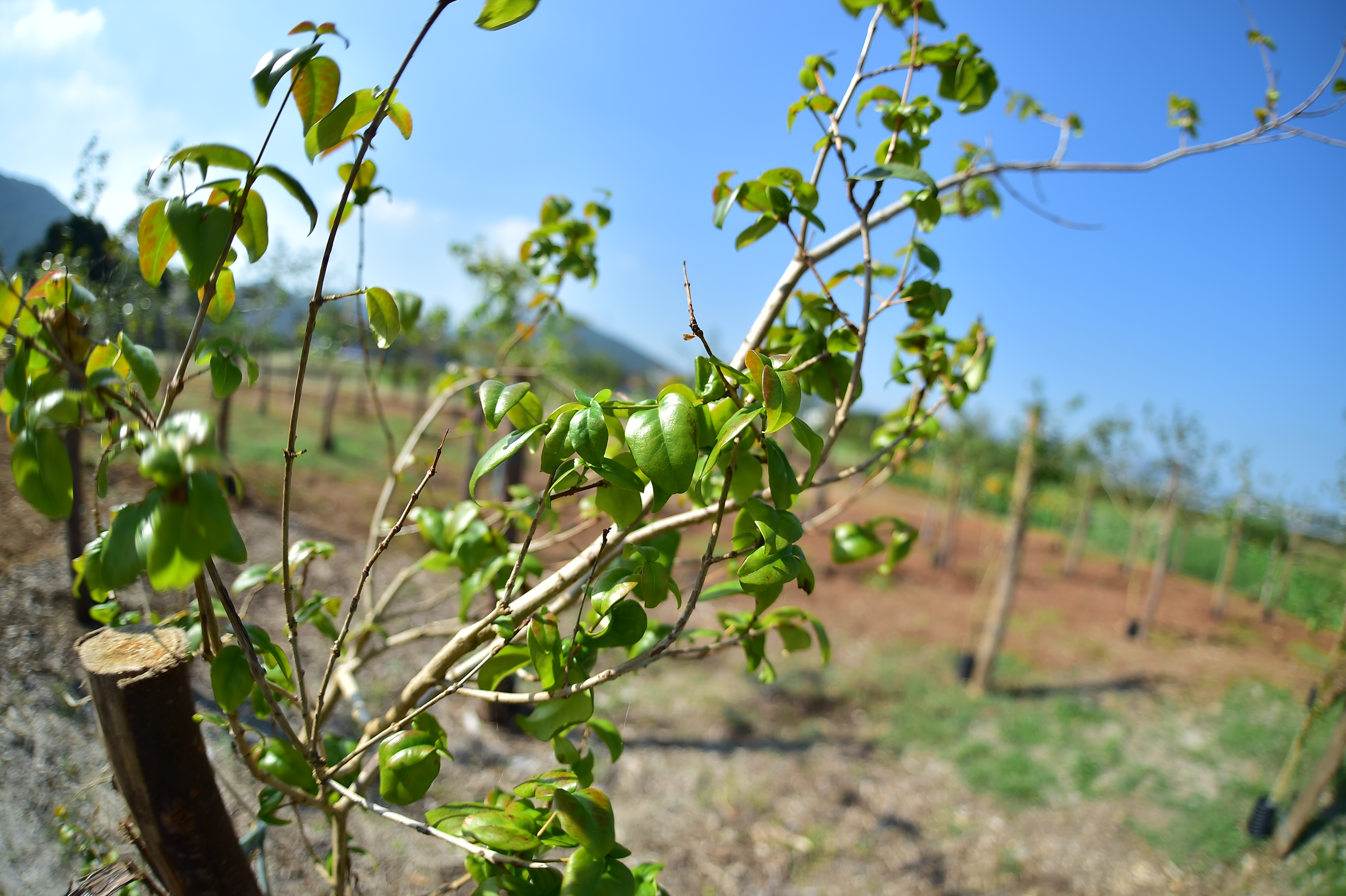 O pomar urbano da Regi&atilde;o Oce&acirc;nica de Niter&oacute;i &eacute; o maior do Brasil