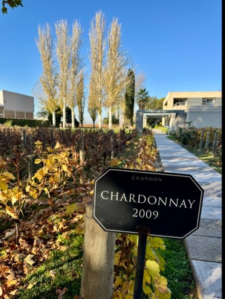 chandon vinhedos mendoza chandon vinhedos mendoza