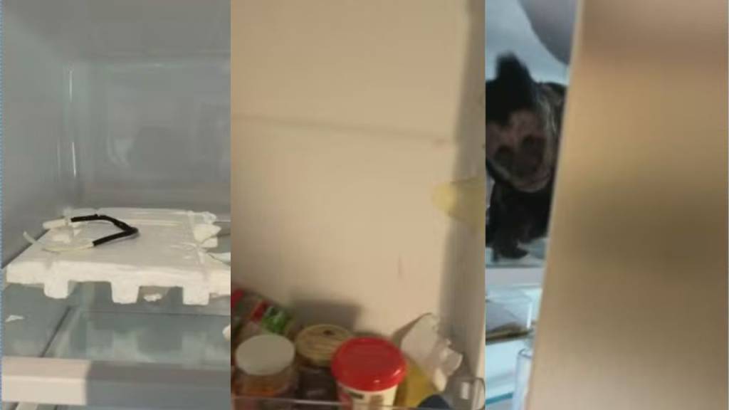 Vê se pode! Morador do Jardim Botânico encontra macaco dentro da geladeira