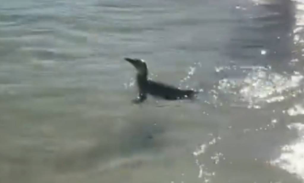 Turistando no inverno: Pinguim é visto com banhistas na Praia do Arpoador