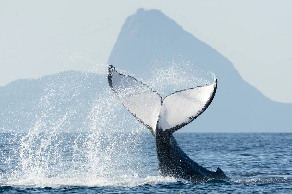 Carta ao leitor: das baleias a Bobbie Goods, em clima de férias de inverno