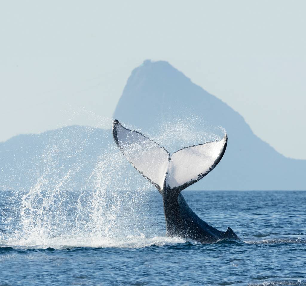Caça à baleia: é tempo delas, matéria-prima em alta na indústria turística