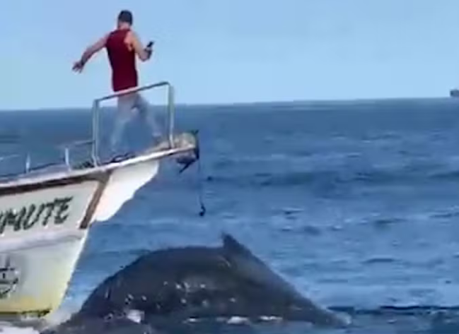 Barco que atropelou baleia em Arraial do Cabo é identificado pelo Inea