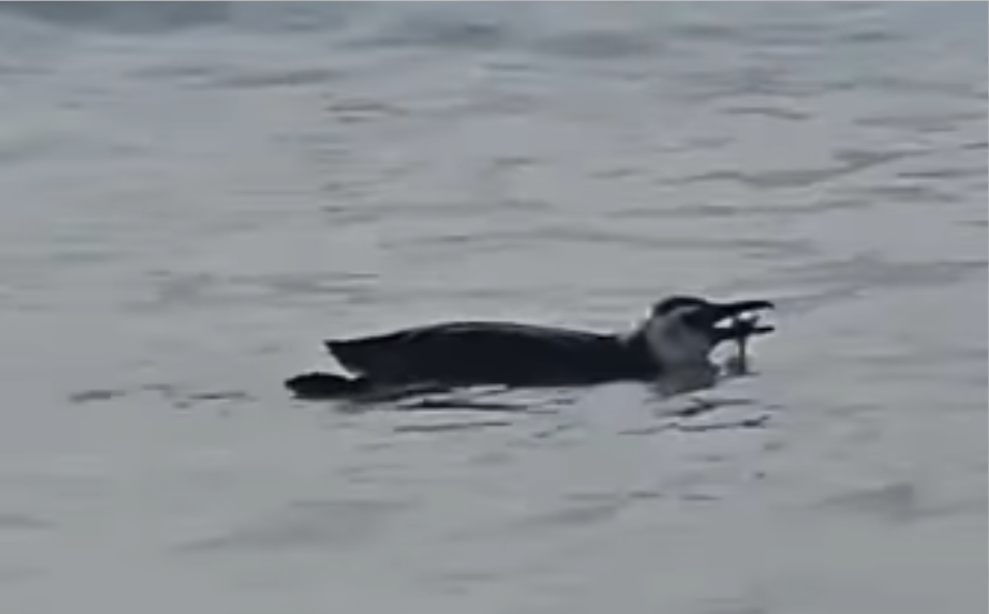 Pinguim é flagrado nadando na Praia do Flamengo. Veja o vídeo