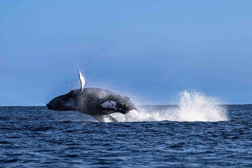 Entrevista com uma baleia jubarte pelo ChatGPT
