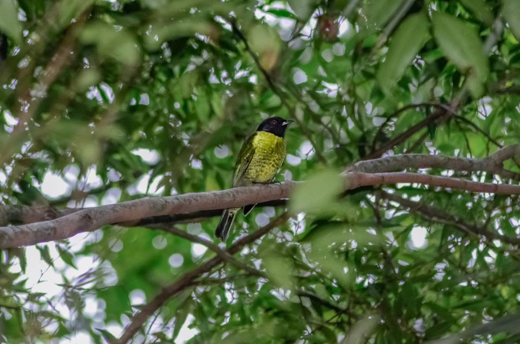 Passarinho que não era visto há vinte anos reaparece no Norte Fluminense