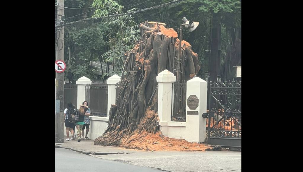 Opinião, por Rafael Dragaud: “Quando uma árvore cai, carrega a memória”