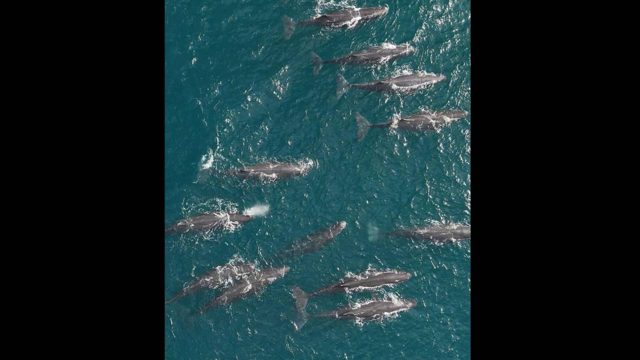 Grupo de cachalotes, os maiores carnívoros do planeta, em grupo próximo à Praia Grande, em Arraial, em distância nada segura