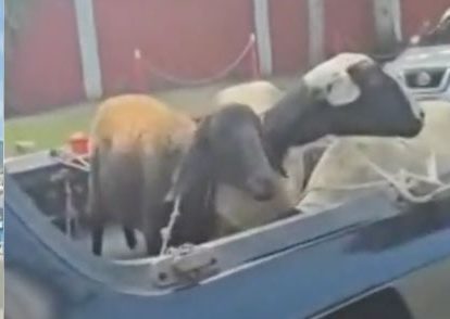 Só no Rio… Carneiros são flagrados caminhando pela Linha Vermelha