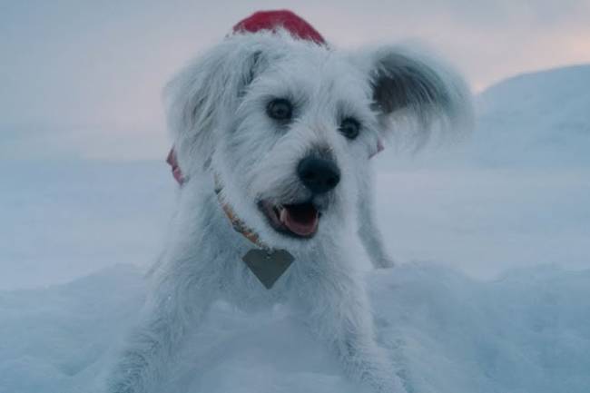 Krypto, o cachorro do filme 
