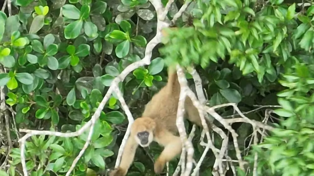 Maior primata das Américas, ameaçado de extinção, é registrado no Rio