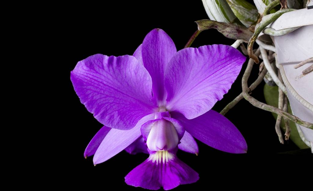 Mostra de orquídeas no JB 