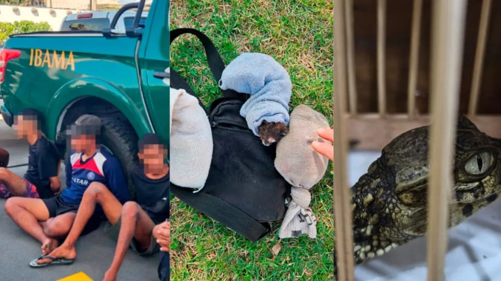 Operação do Ibama apreende saguis, caranguejos e jacarés em Caxias