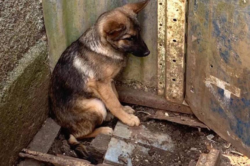 Linha verde: casos de maus-tratos contra animais crescem 18% em um ano