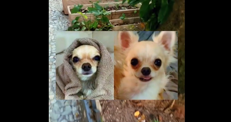 Perigo nos passeios: Copa e os envenenamentos de animais