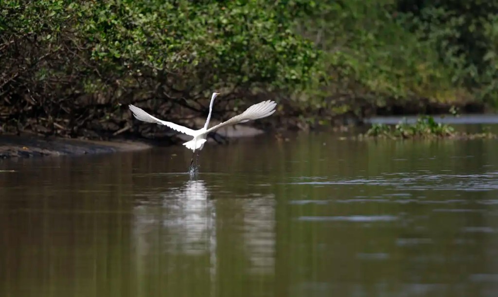 Baía de Guanabara recebe nova fauna após reflorestamento