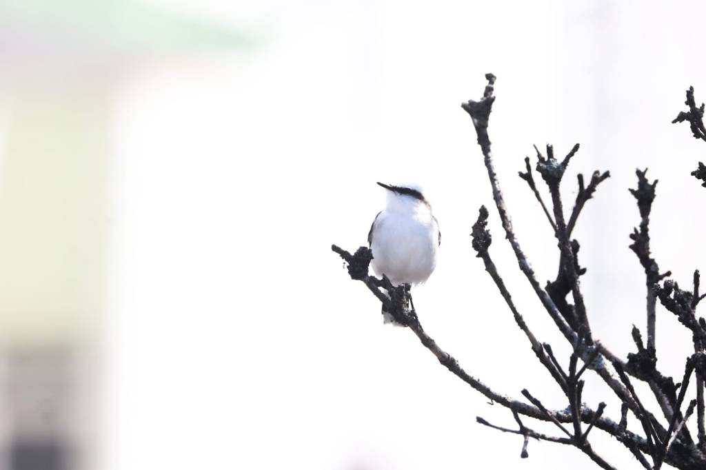 Passarinho constrói puxadinho no Leme (e o IPTU, Eduardo Paes?)