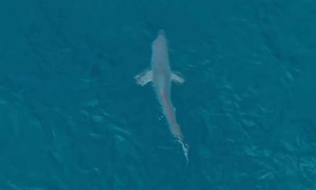 Tubarão é flagrado no mar de Arraial do Cabo (Vídeo)