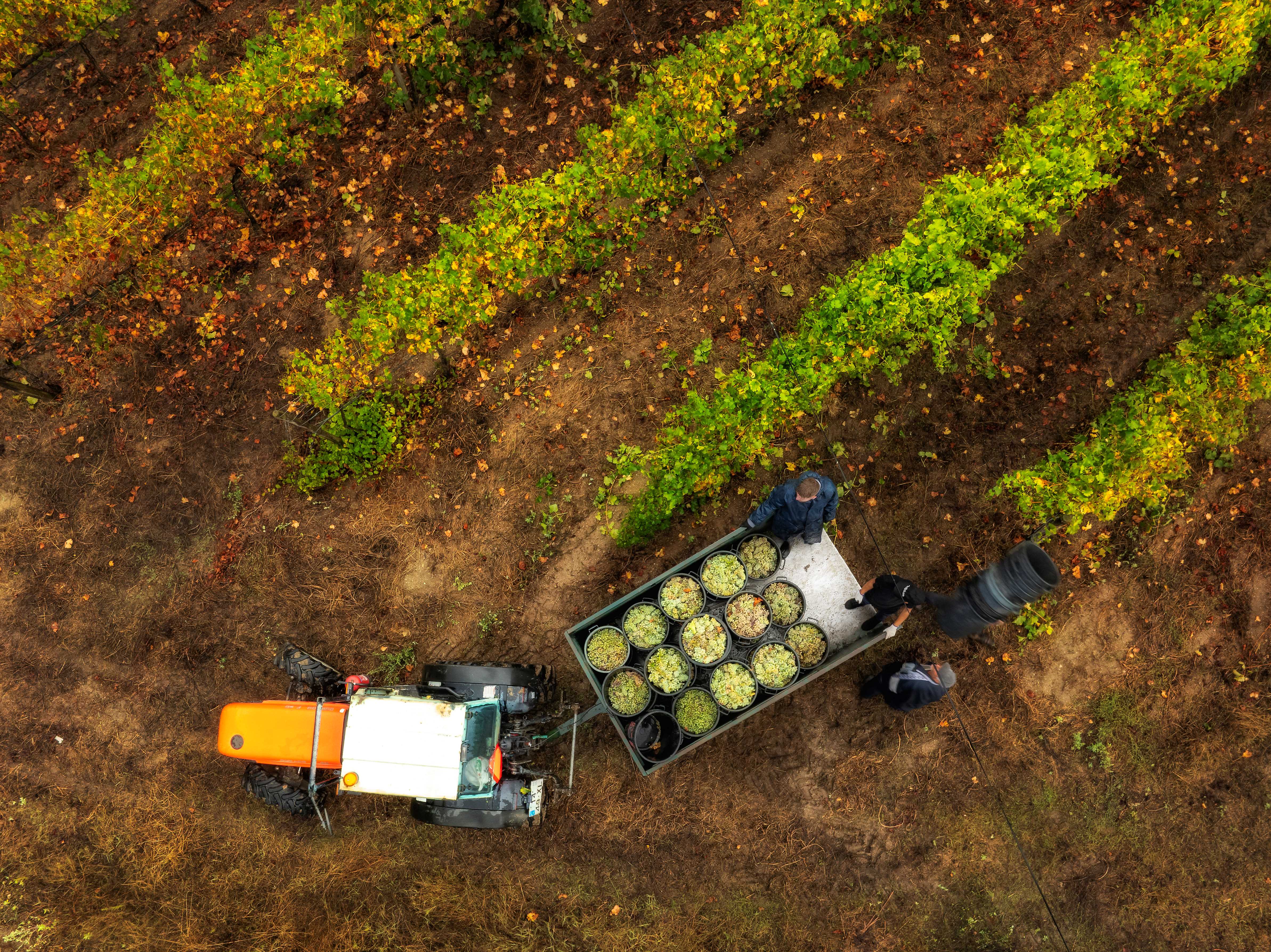 Degusta&ccedil;&atilde;o de vinhos verdes