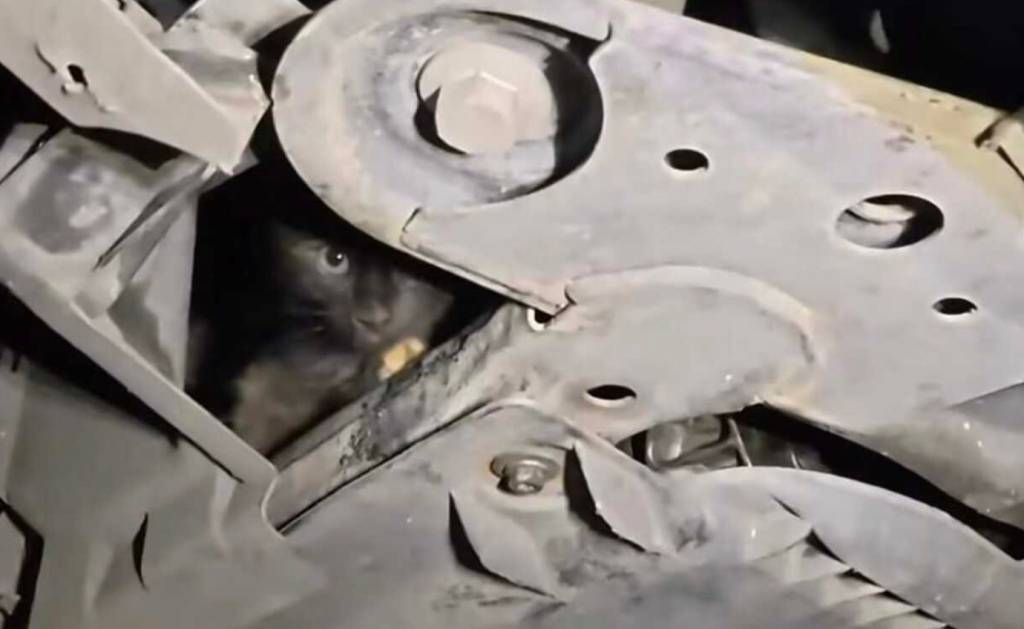 Homem dirige com gato preso ao motor, decide adotá-lo e dá nome curioso