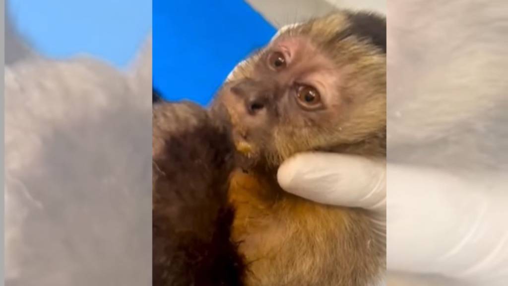 Macaquinha encontrada baleada na Gávea pode ficar paraplégica