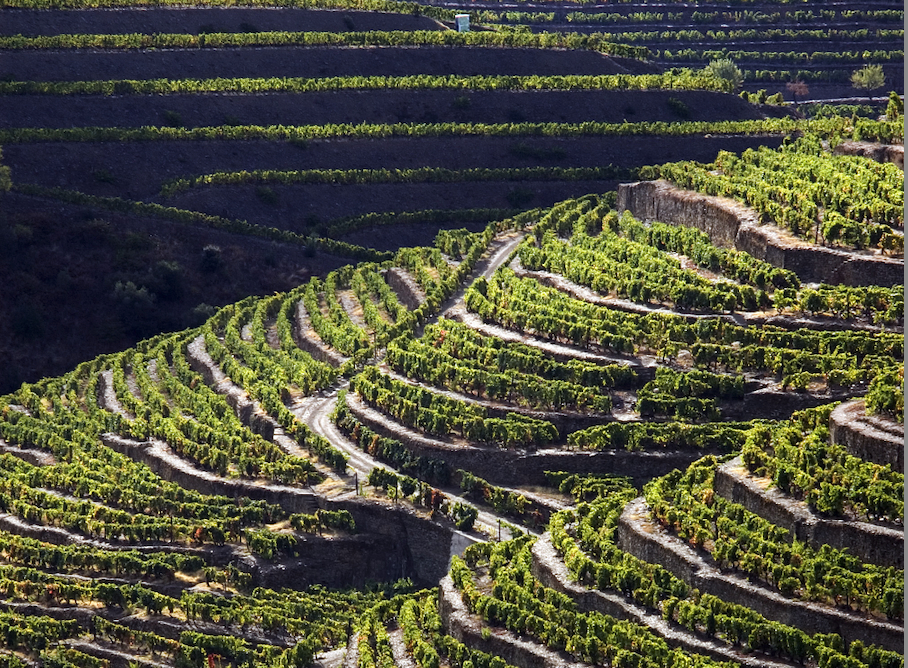 Nova regulamentação para as Vinhas Velhas