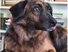 E chega o dia do adeus (ou como enfrentar o luto por seu cão)