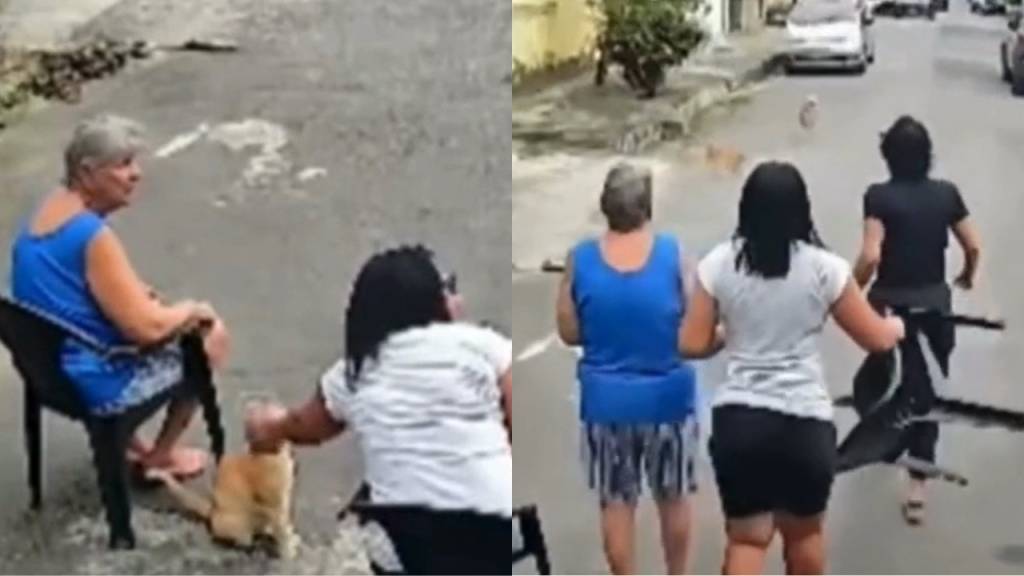 Viu o herói felino? Gato defende idosa de pitbull na Baixada Fluminense