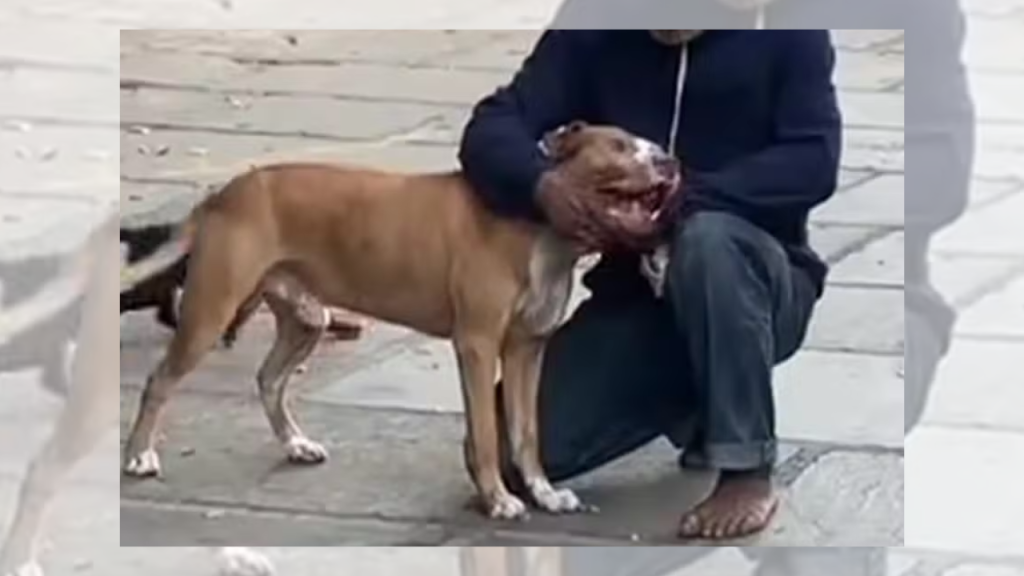 Pitbull de morador de rua mata poodle a dentadas no Catete
