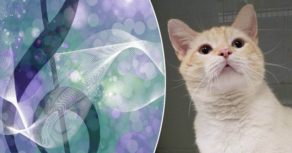 Bem-Estar: Como lidar com a morte de um PET