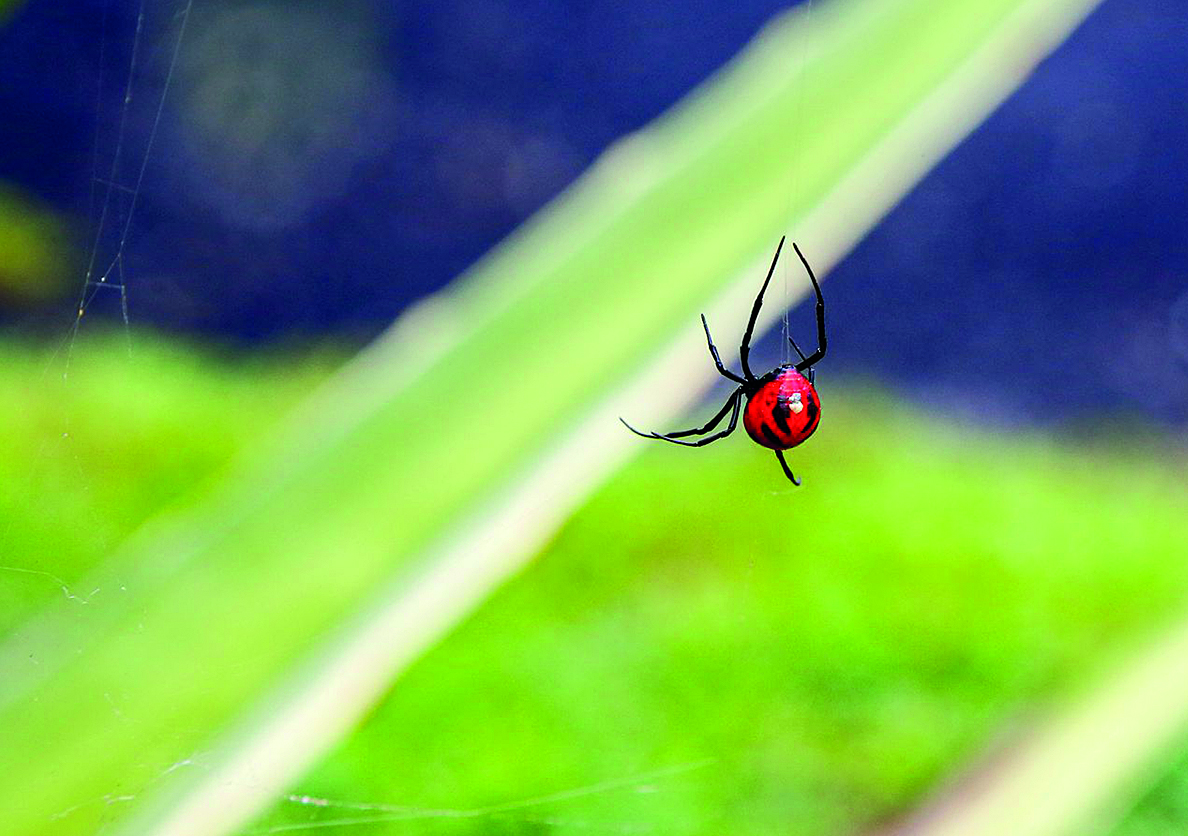 aranha-viuva-negra