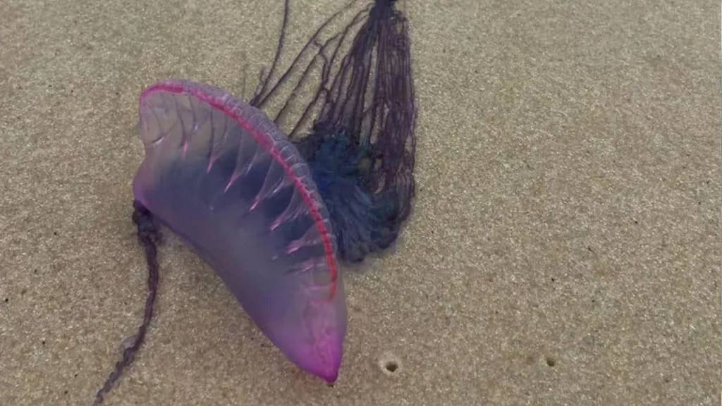 Caravelas-portuguesas aparecem em praias; saiba como cuidar de queimaduras