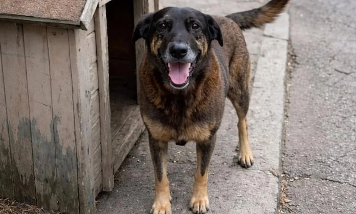 Cachorro-orelha