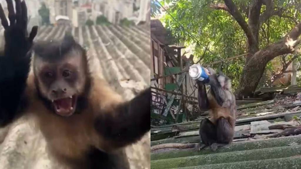 Macaco-prego agressivo invade casas e morde moradora do Santa Marta