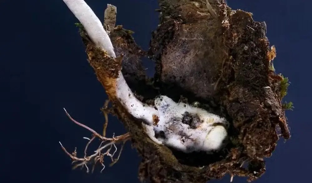 Fungo-zumbi é descoberto na Mata Atlântica do Rio