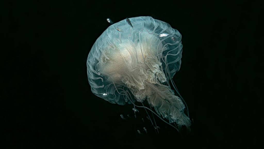 Pelos Mares do Mundo 2: livro expõe imagens inéditas do fundo do oceano