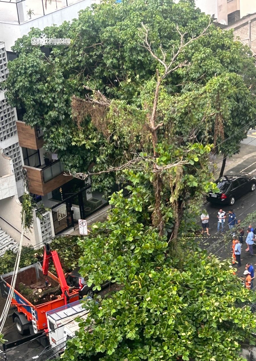 Queda de &aacute;rvore na Tijuca