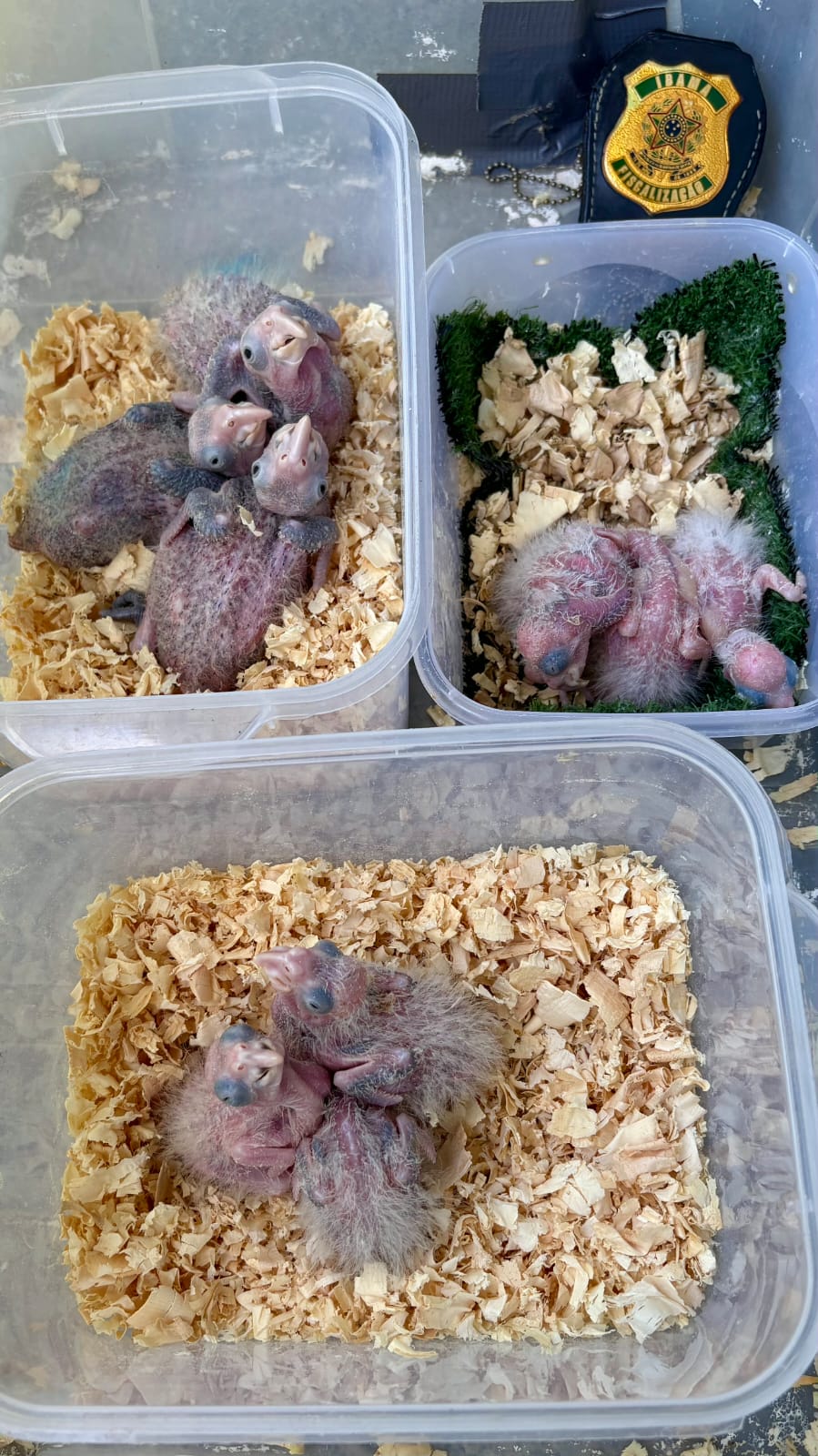 Filhotes de papagaio resgatados pelo Ibama